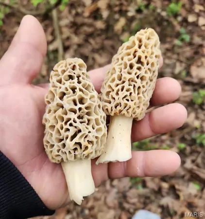 $515,000 | 5063 Rock Road, Waterloo, IL 62298