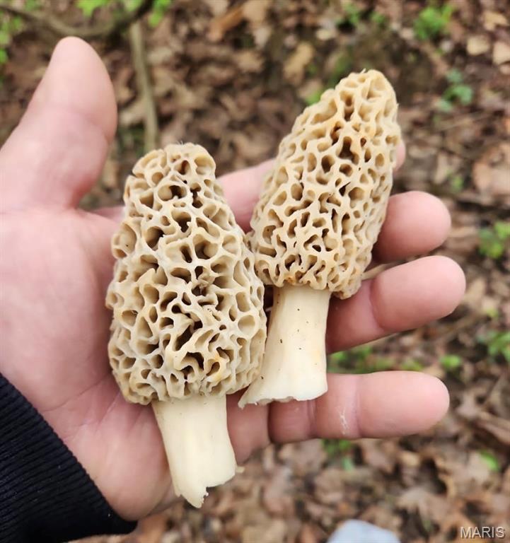 5063 Rock Road Waterloo, IL 62298 - Photo 4 of 85