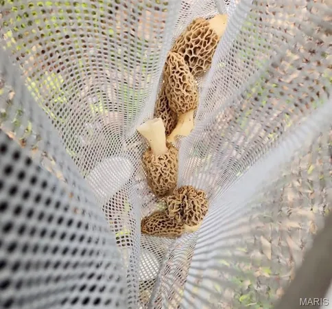 $515,000 | 5063 Rock Road, Waterloo, IL 62298