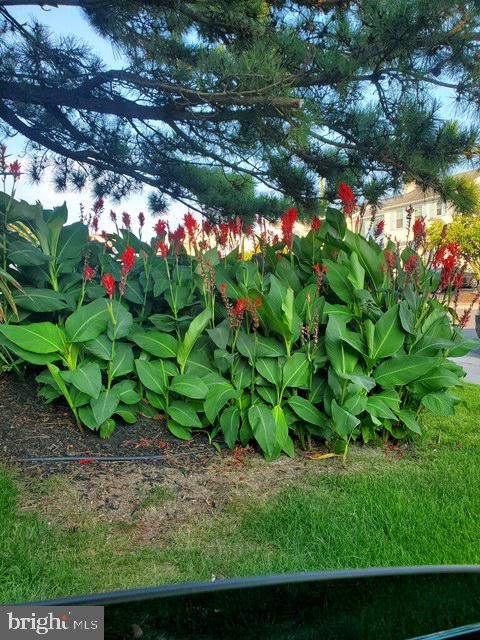 313 Gull Cove Brigantine, NJ 08203 - Photo 30 of 34 a view of a flower in a garden
