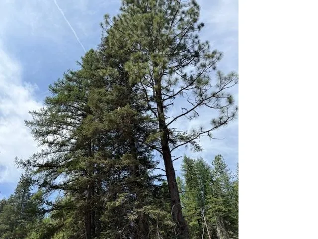 $100,000 | Xxxx Allen Road, Springdale, WA 99173