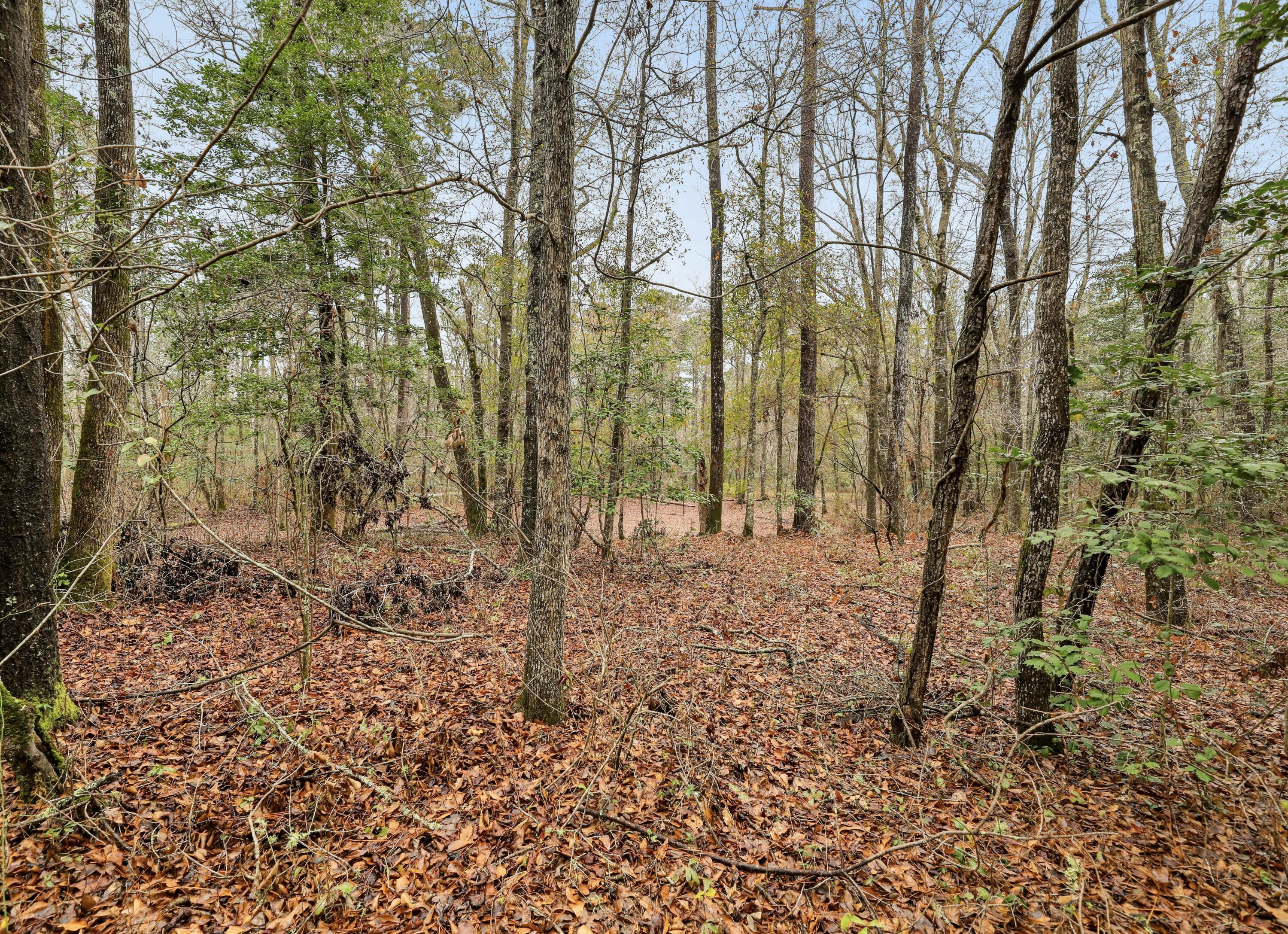 0 Santee River Road St. Stephen, SC 29479 - Photo 7 of 10 View of land