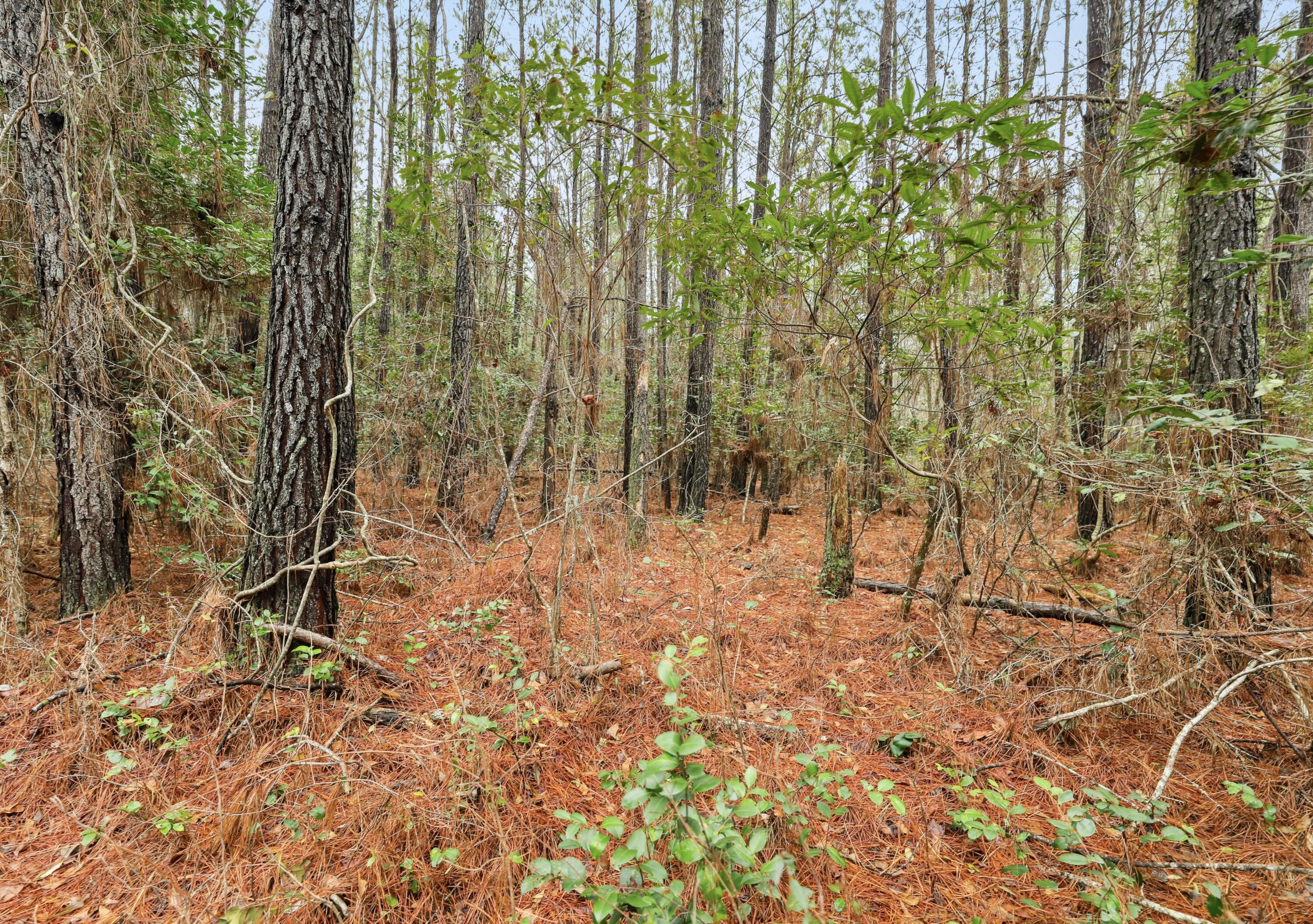 0 Santee River Road St. Stephen, SC 29479 - Photo 8 of 10 View of land
