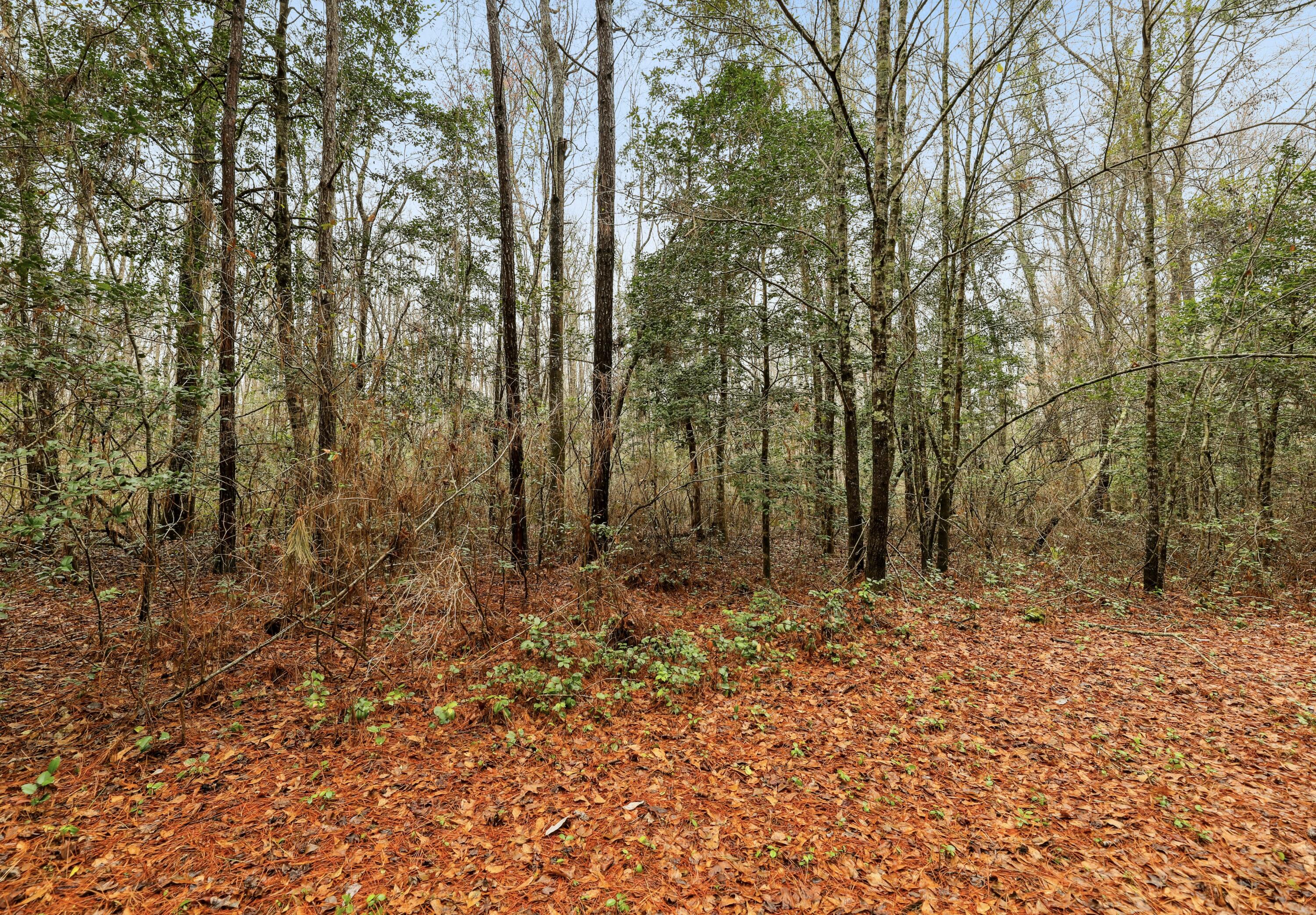 0 Santee River Road St. Stephen, SC 29479 - Photo 9 of 10 View of land