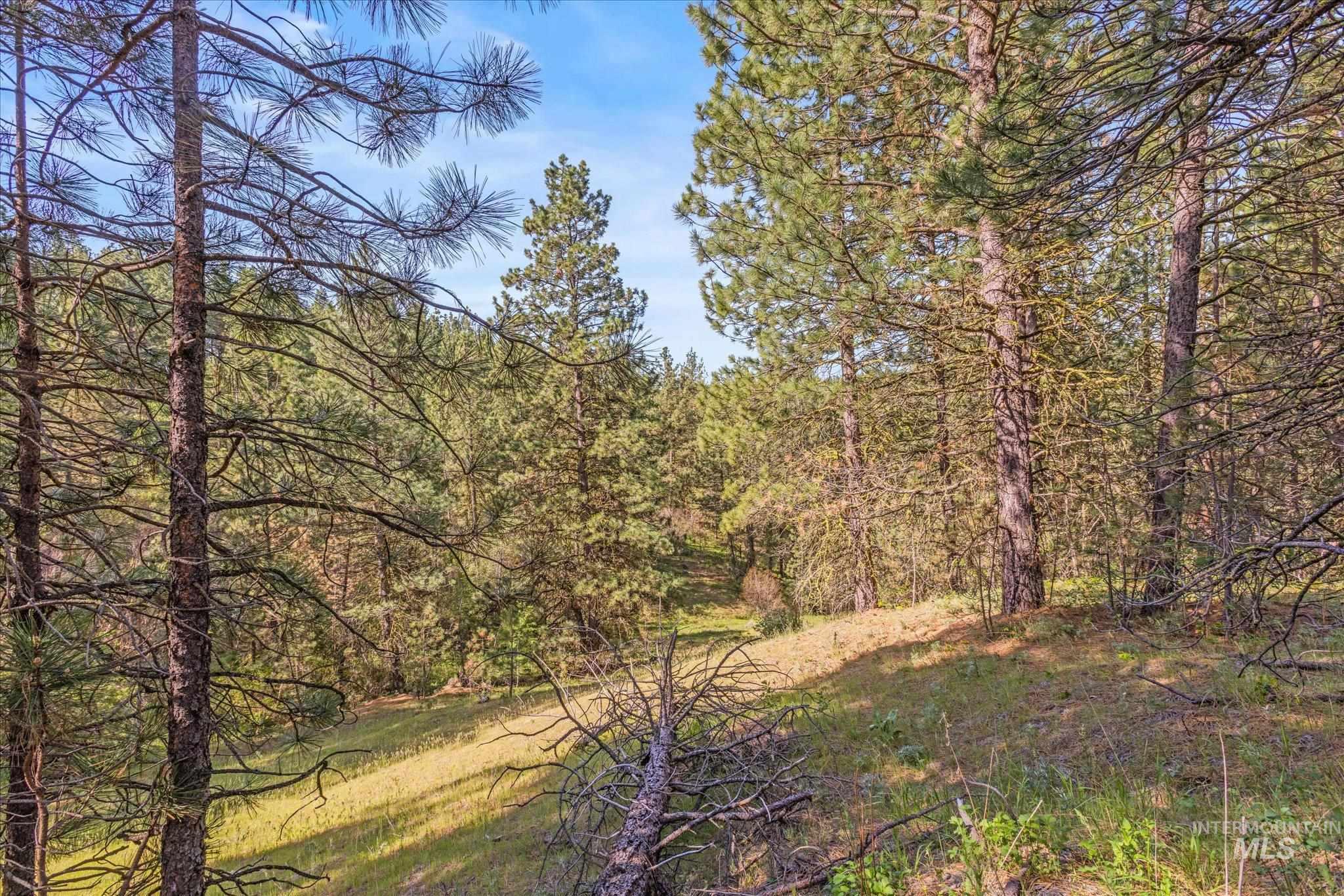 1 Sunset Trail Banks, ID 83602 - Photo 33 of 42 Wooded acreage featuring mature pine trees and natural terrain