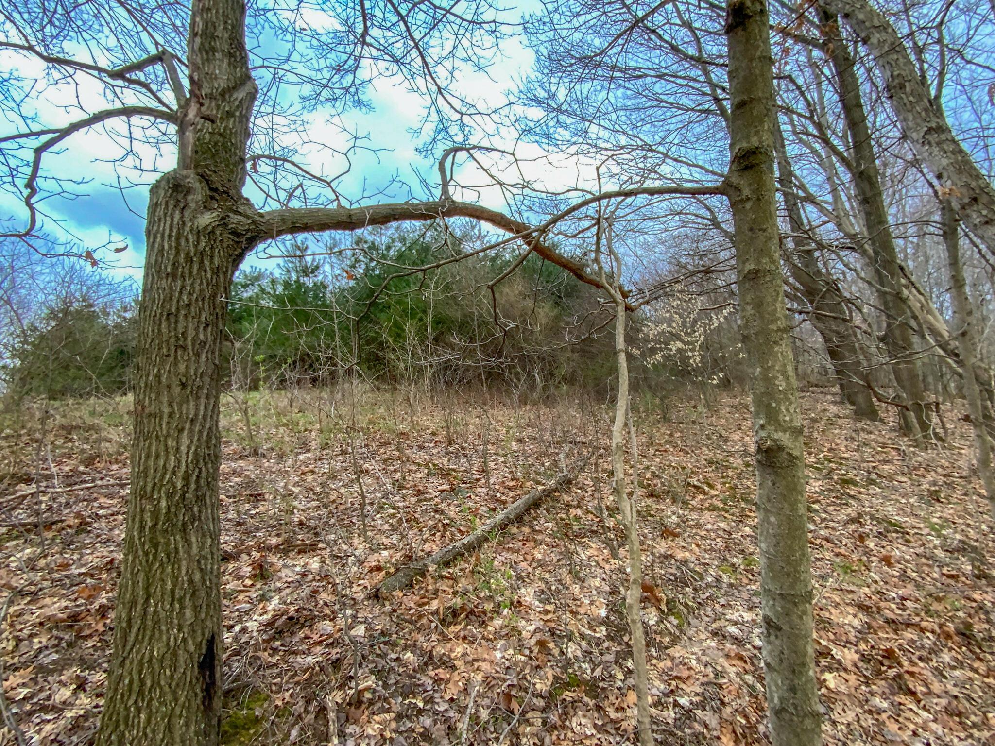 Lot 2 Fogle Road Caldwell, OH 43724 - Photo 6 of 23 IMG_5291