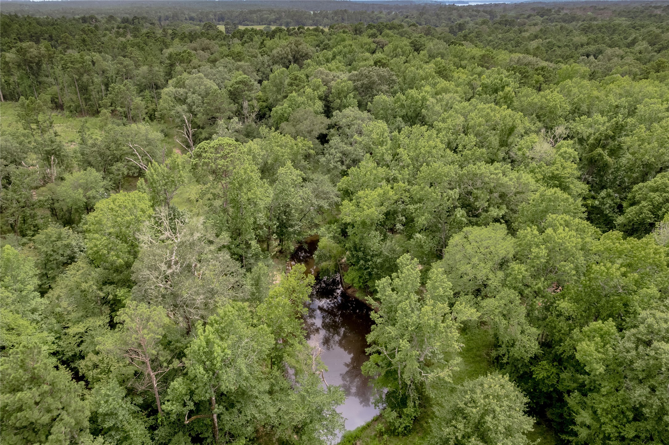 438 Cody Road Trinity, TX 75862 - Photo 44 of 50 Densely wooded area with a serene creek running through it, offering a tranquil and private setting ideal for nature lovers.