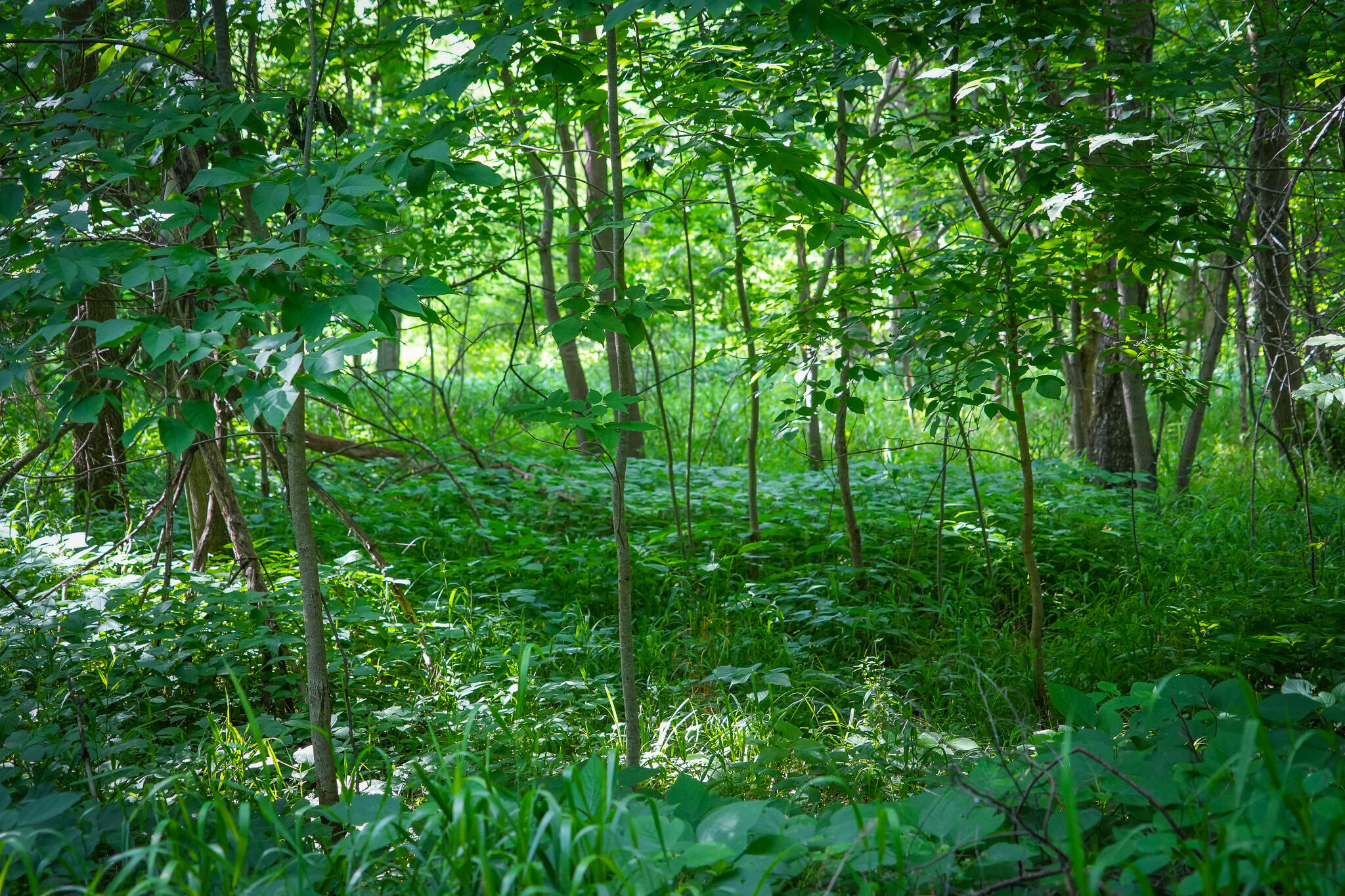 5100 Long Lake Road Reading, MI 49274 - Photo 11 of 63 DSC00718