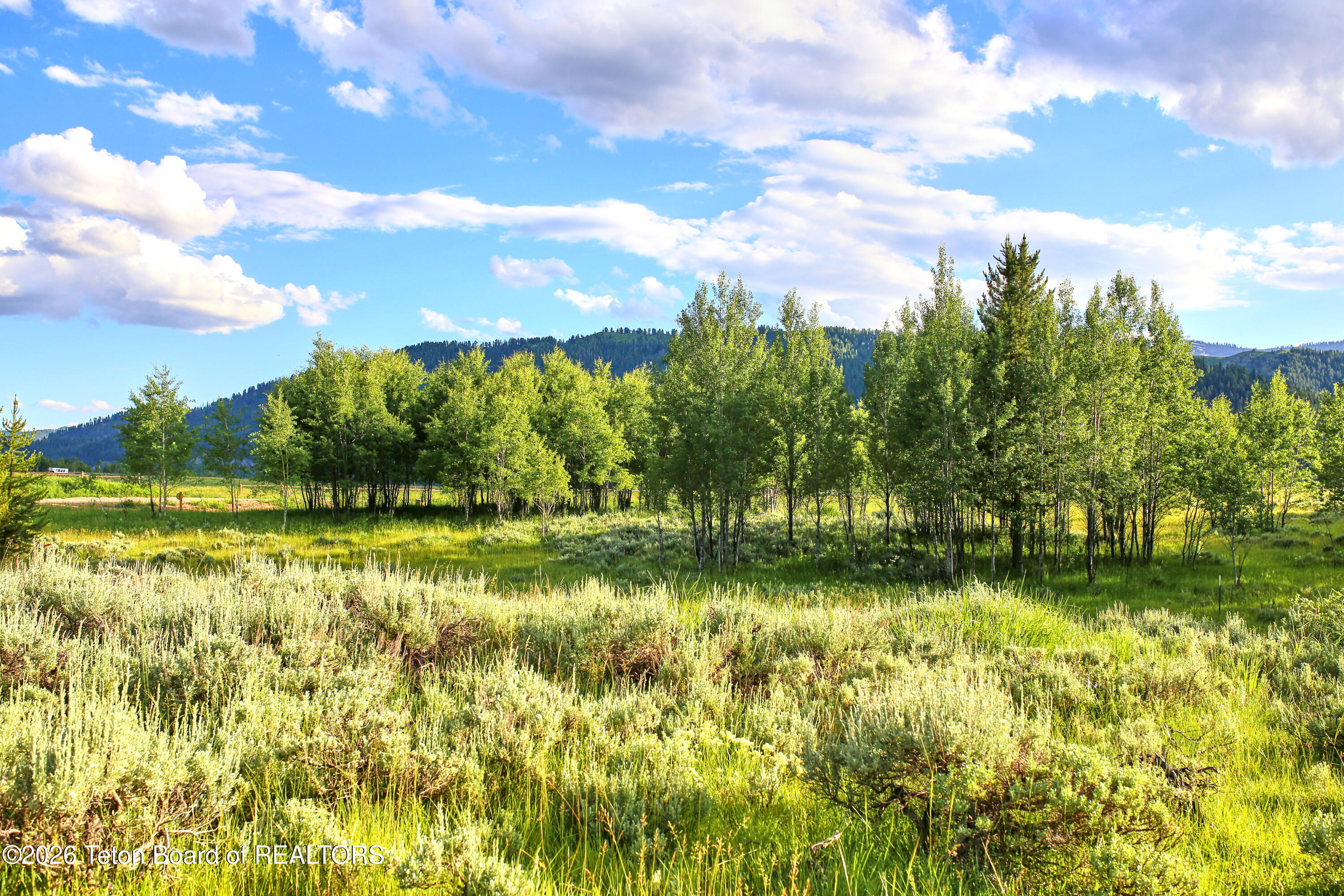 865 Elk Ridge Road Jackson, WY 83001 - Photo 3 of 20 Trees for Privacy