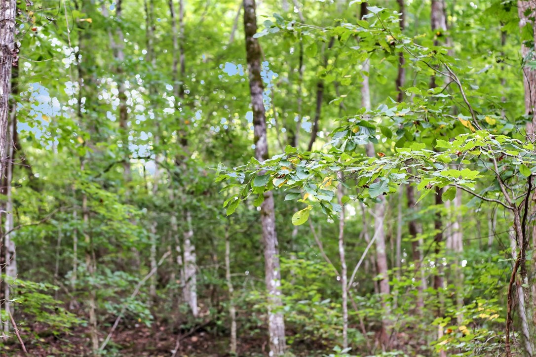330 Crowe Creek Road Six Mile, SC 29682 - Photo 19 of 35 Gallery Image 19