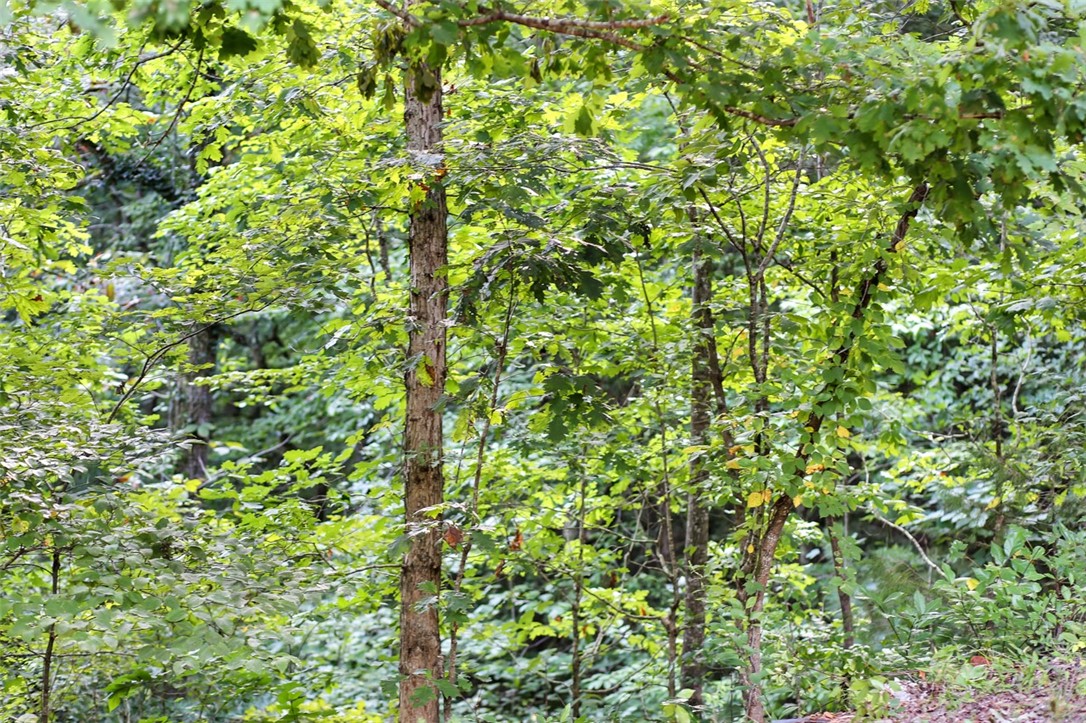 330 Crowe Creek Road Six Mile, SC 29682 - Photo 29 of 35 Gallery Image 29