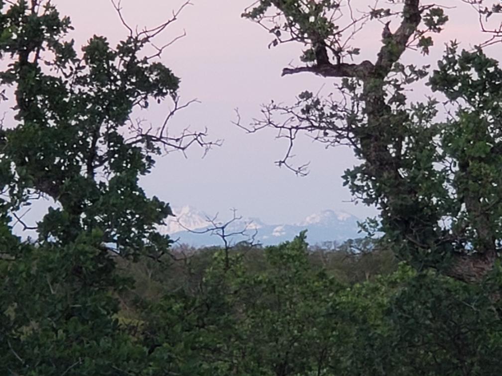 Mccoy Road Red Bluff, CA 96080 - Photo 13 of 13 a view of tree