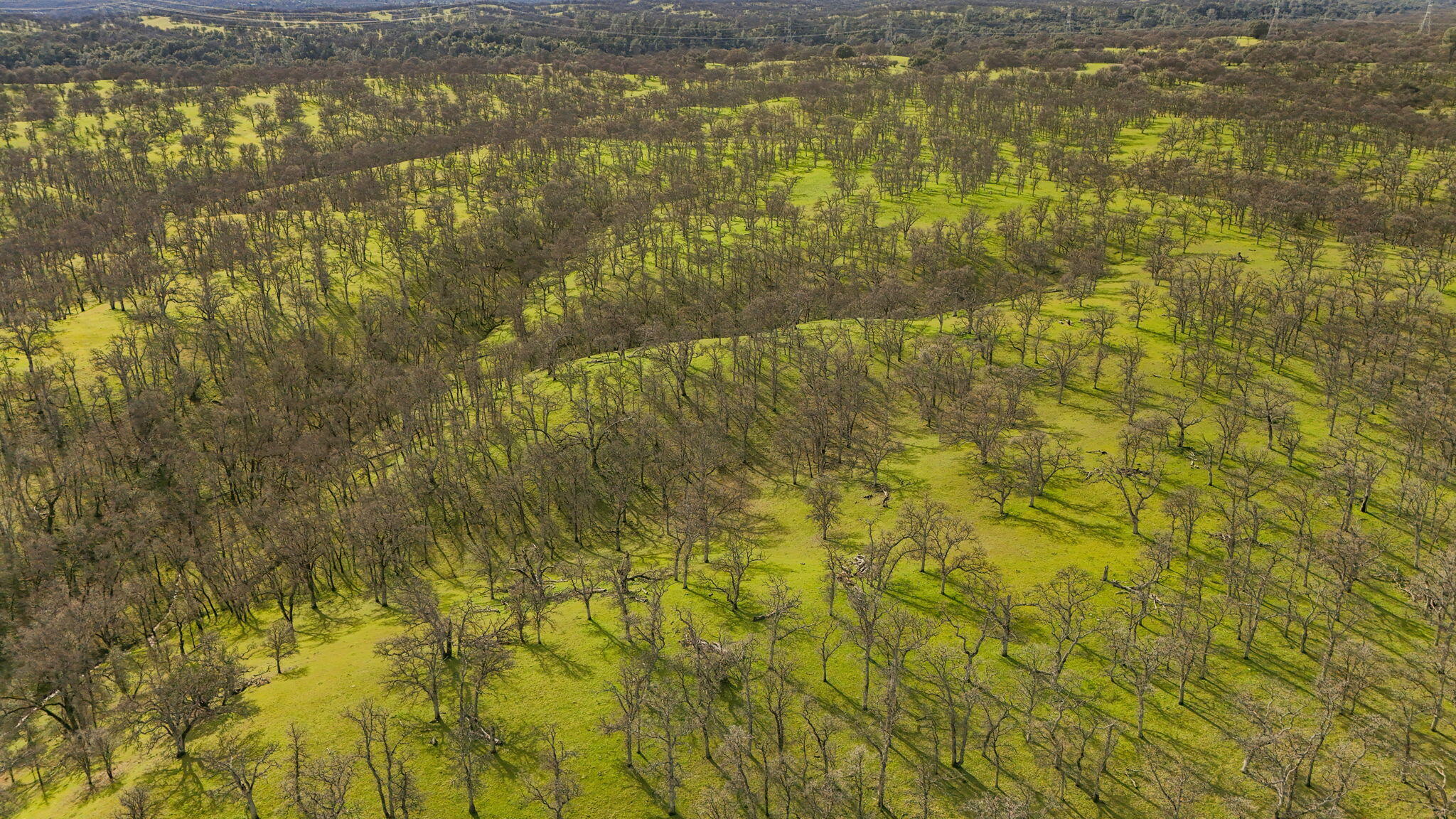 Mccoy Road Red Bluff, CA 96080 - Photo 7 of 13 a bathroom with a blue sink and painted walls