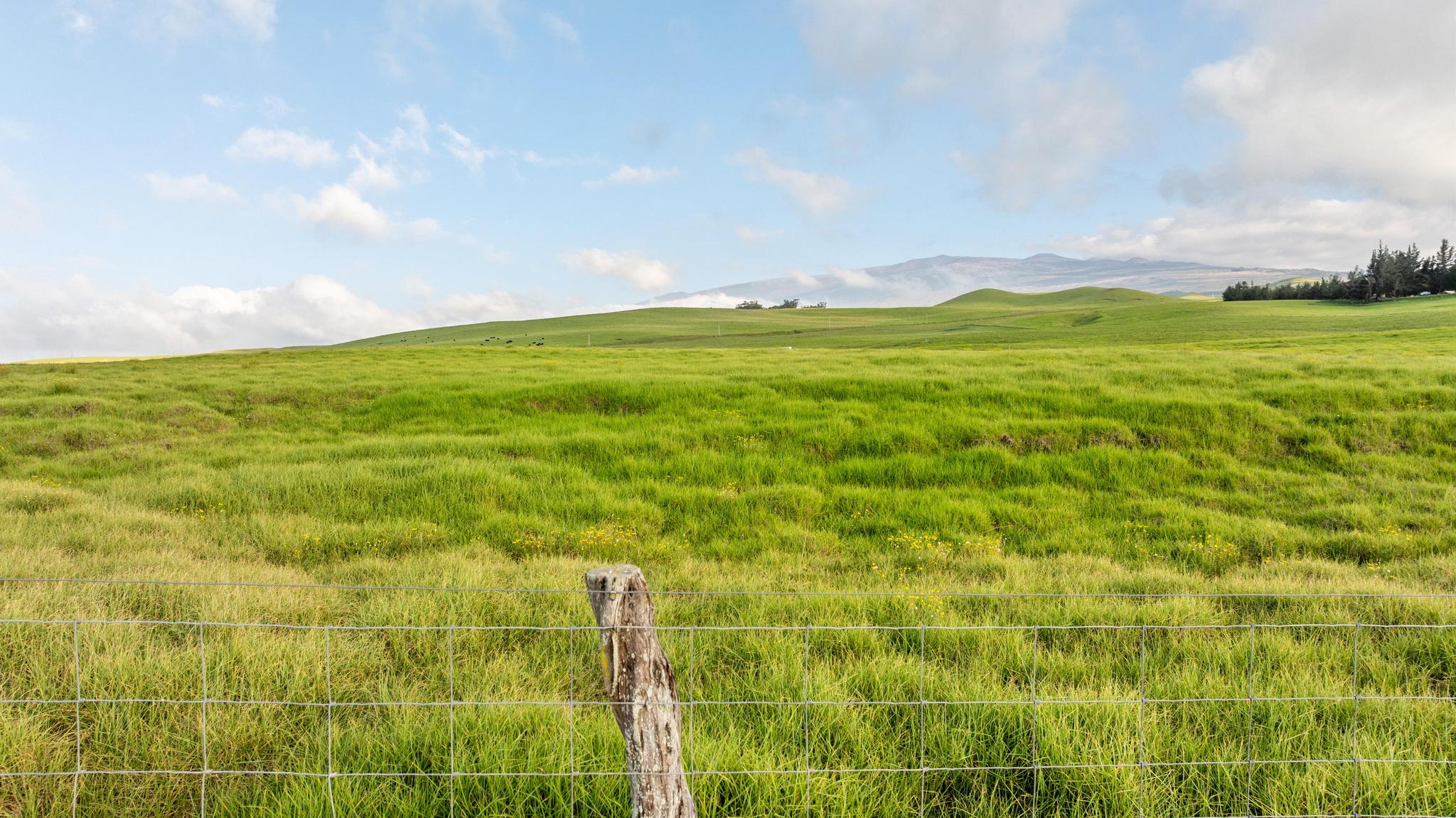 23 Lot 23 Alulike Road Kamuela, HI 96743 - Photo 15 of 20