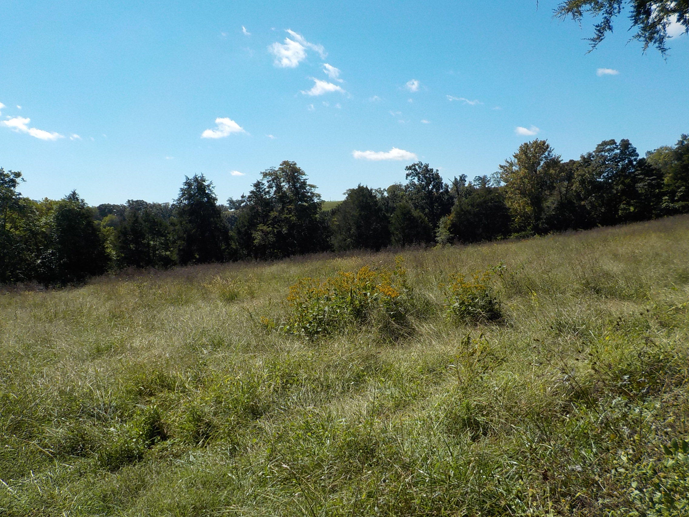 Perrin Hollow Road Blaine, TN 37709 - Photo 7 of 13 004