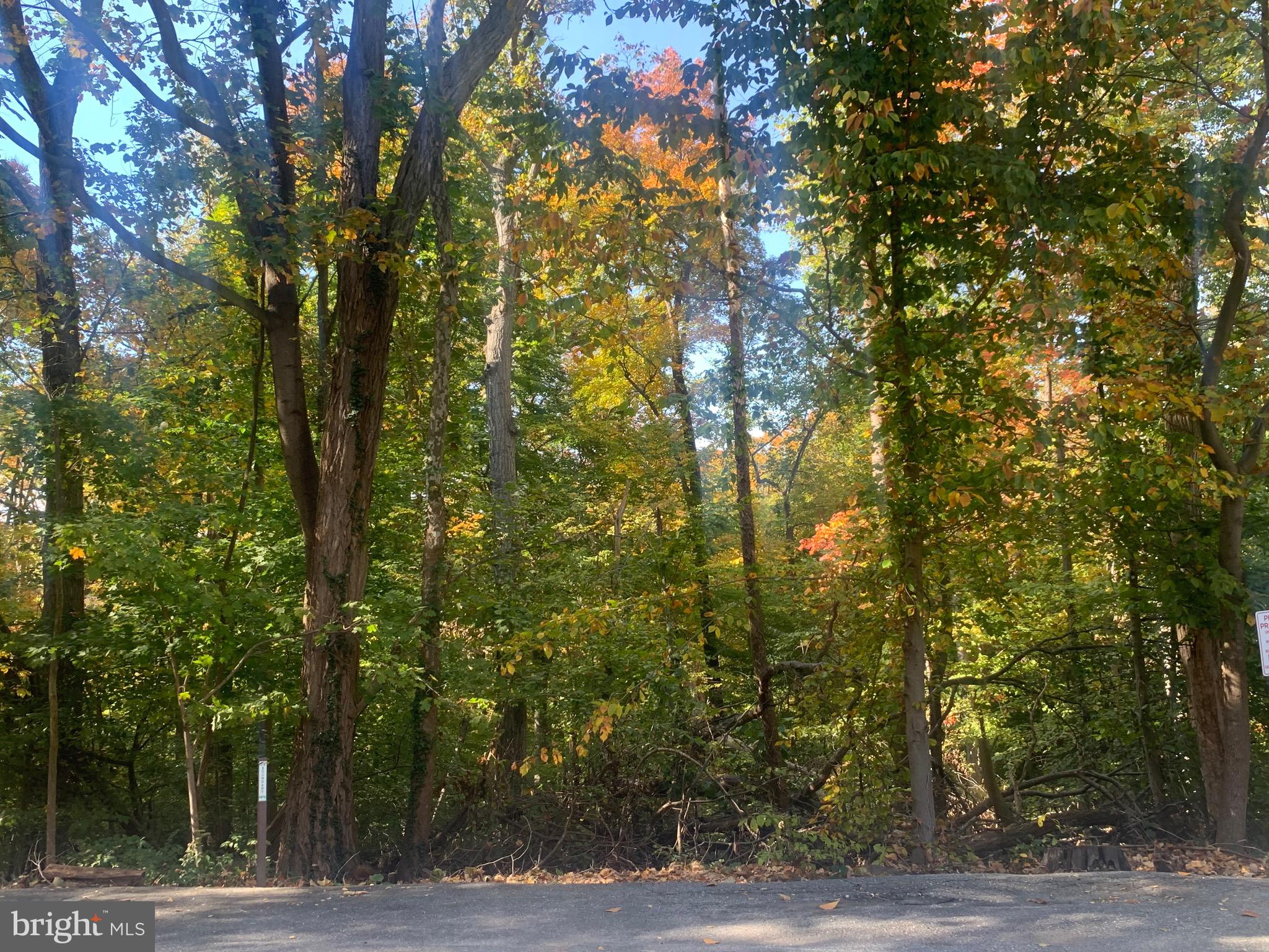 4100 W Street Northwest, Unit 416 Washington, DC 20007 - Photo 27 of 32 a view of a tree with a tree
