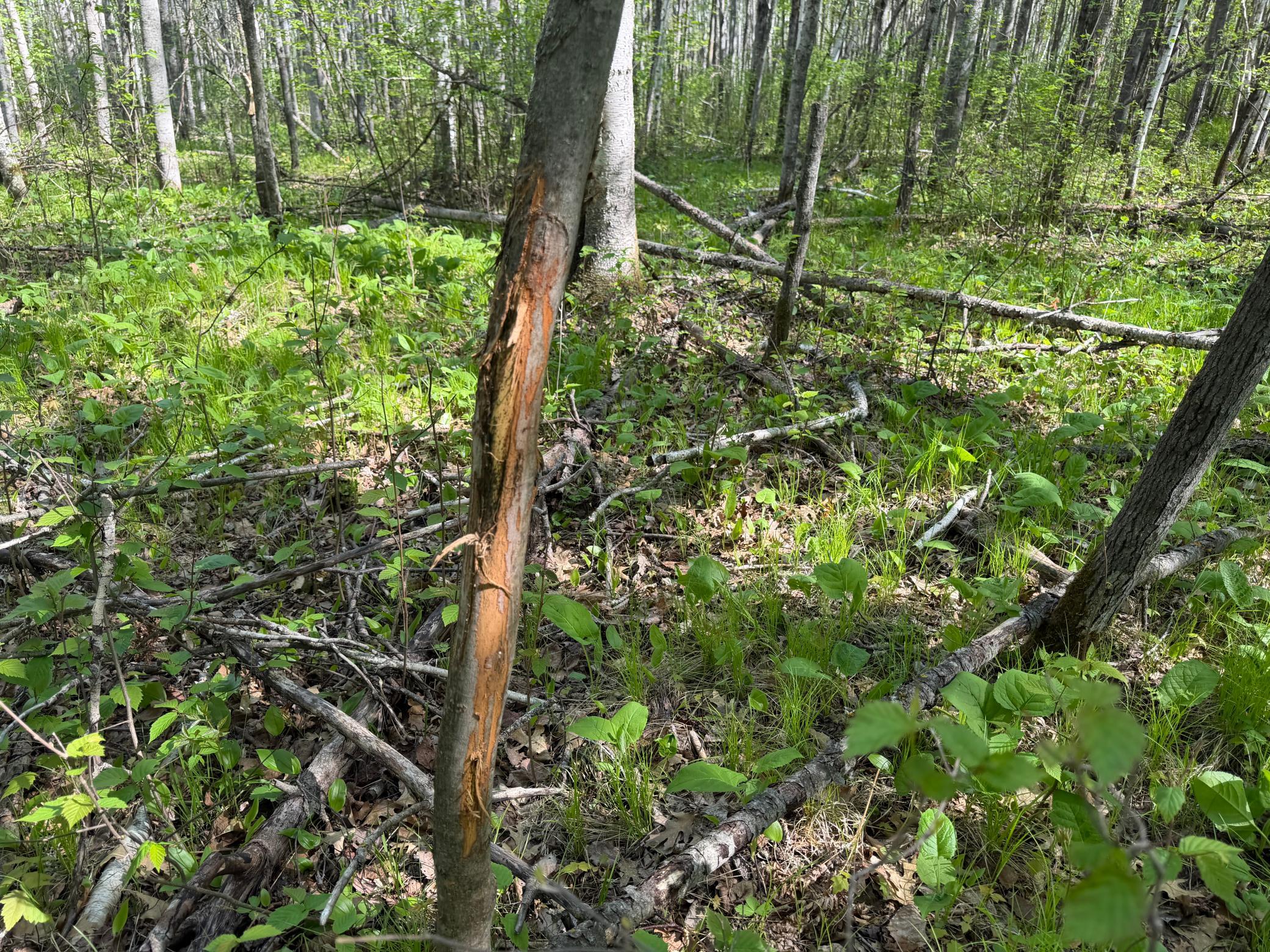 14 Sebeka Mn 56477 Sebeka, MN 56477 - Photo 56 of 79