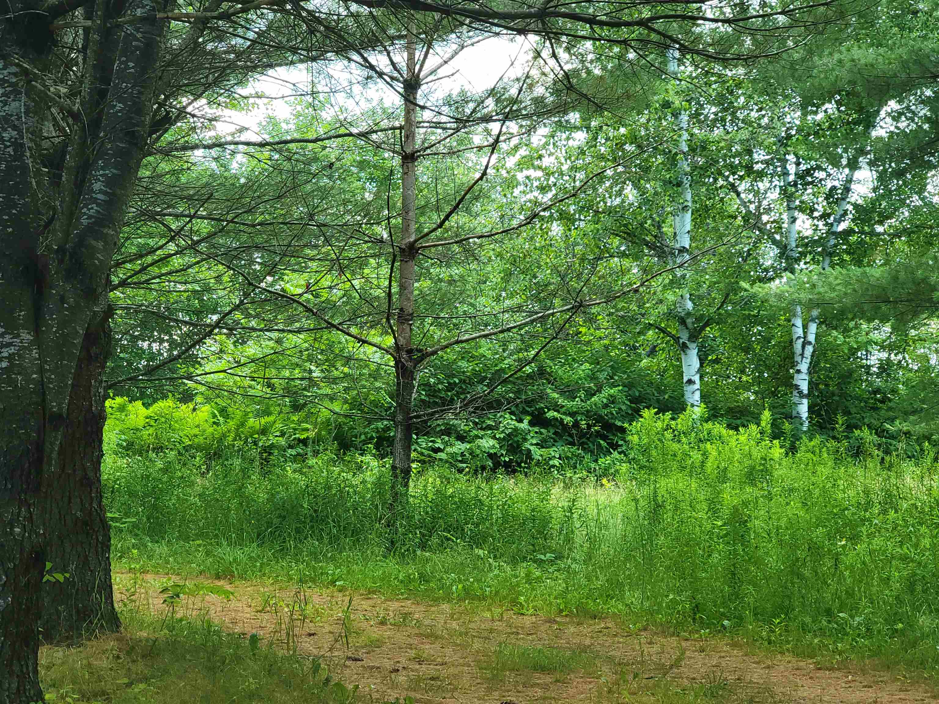 990 Blake Road Sugar Hill, NH 03586 - Photo 11 of 21 Gallery Image 11
