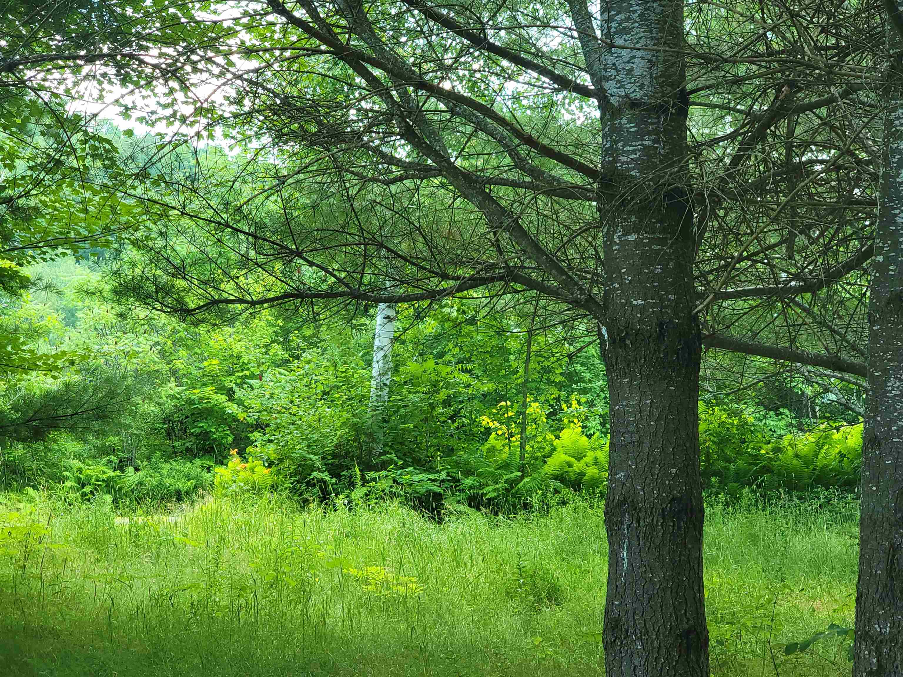990 Blake Road Sugar Hill, NH 03586 - Photo 12 of 21 Gallery Image 12