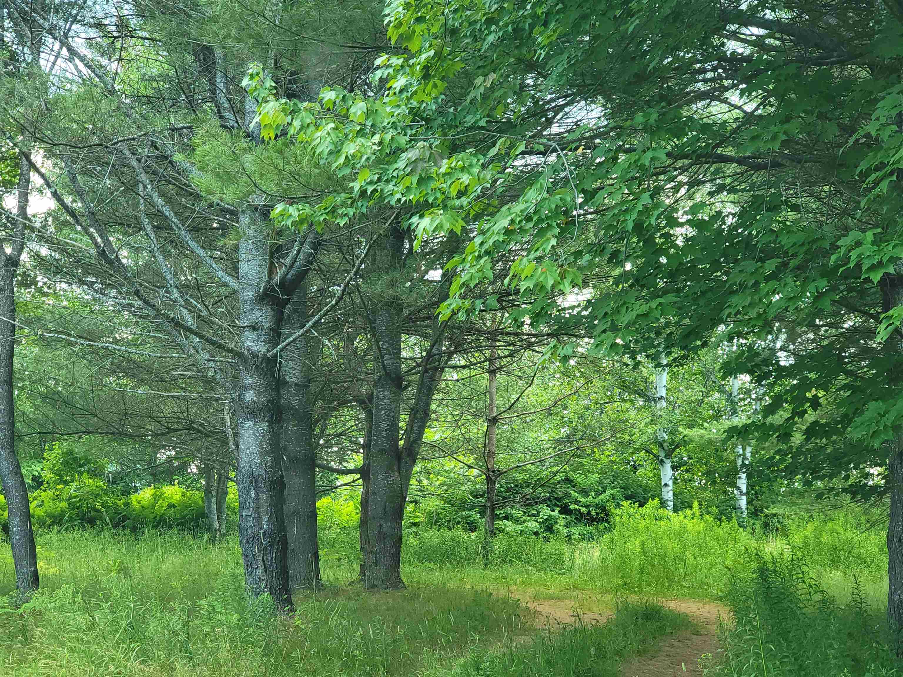 990 Blake Road Sugar Hill, NH 03586 - Photo 8 of 21 Gallery Image 8