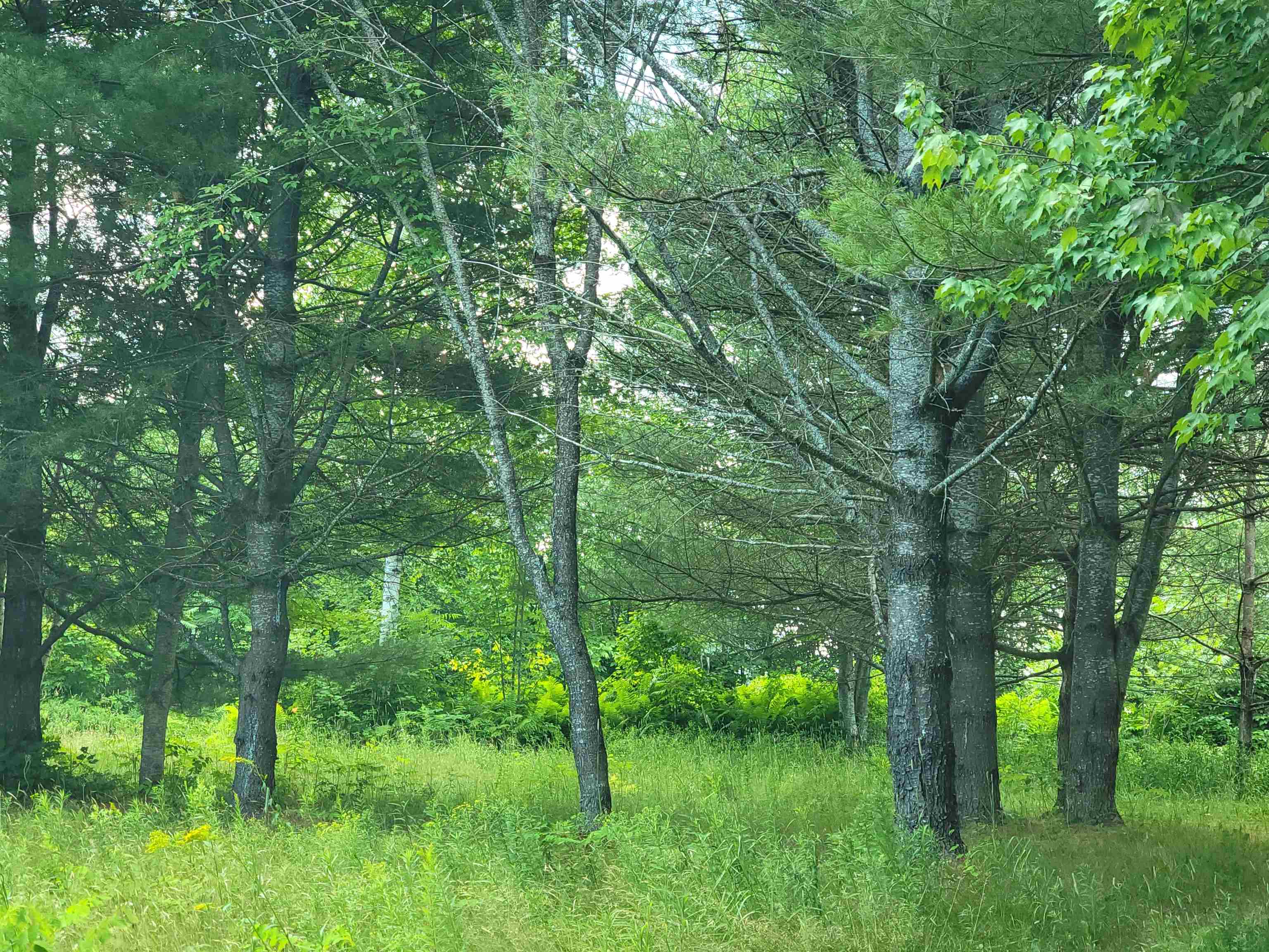 990 Blake Road Sugar Hill, NH 03586 - Photo 9 of 21 Gallery Image 9