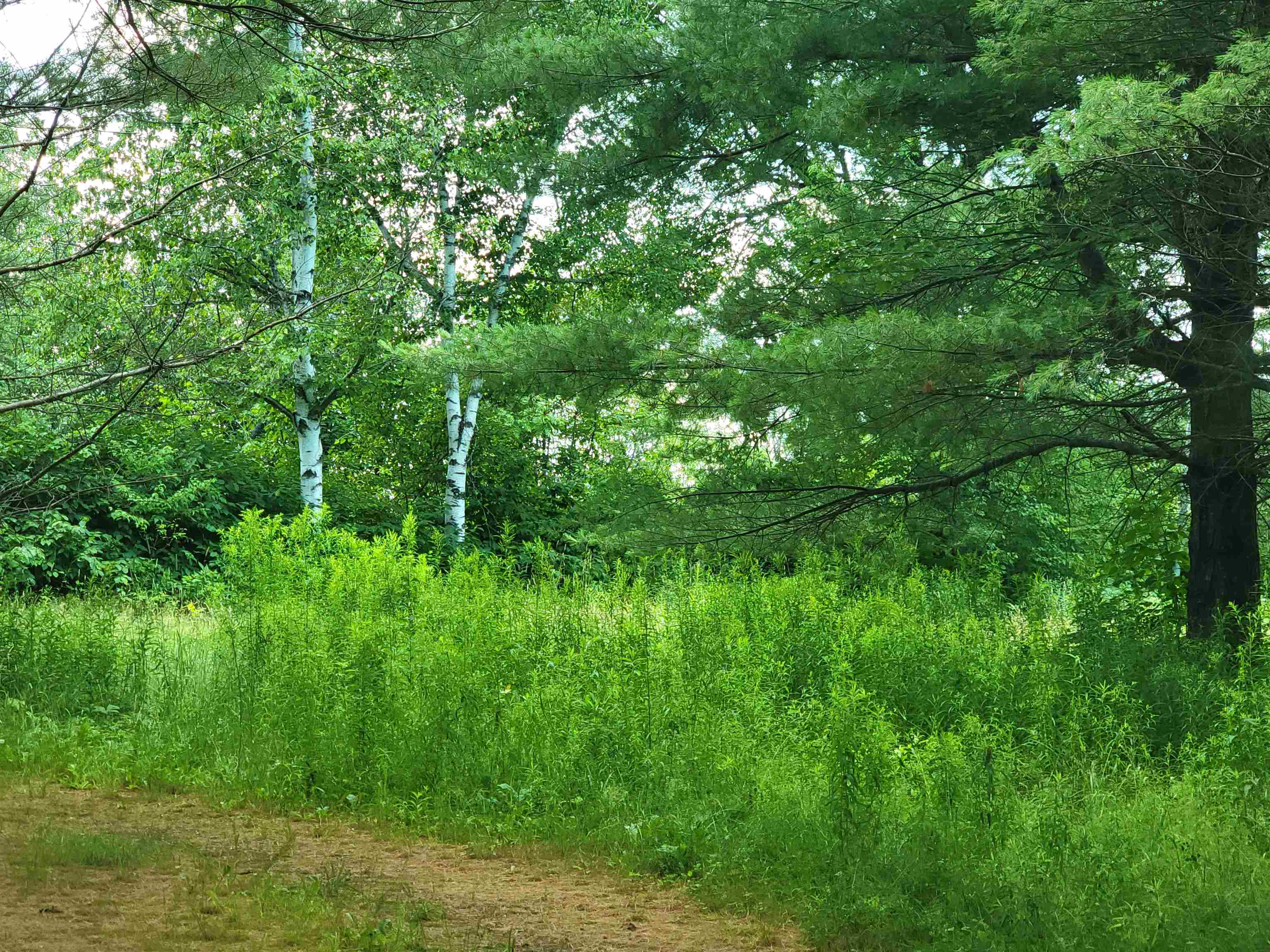990 Blake Road Sugar Hill, NH 03586 - Photo 10 of 21 Gallery Image 10