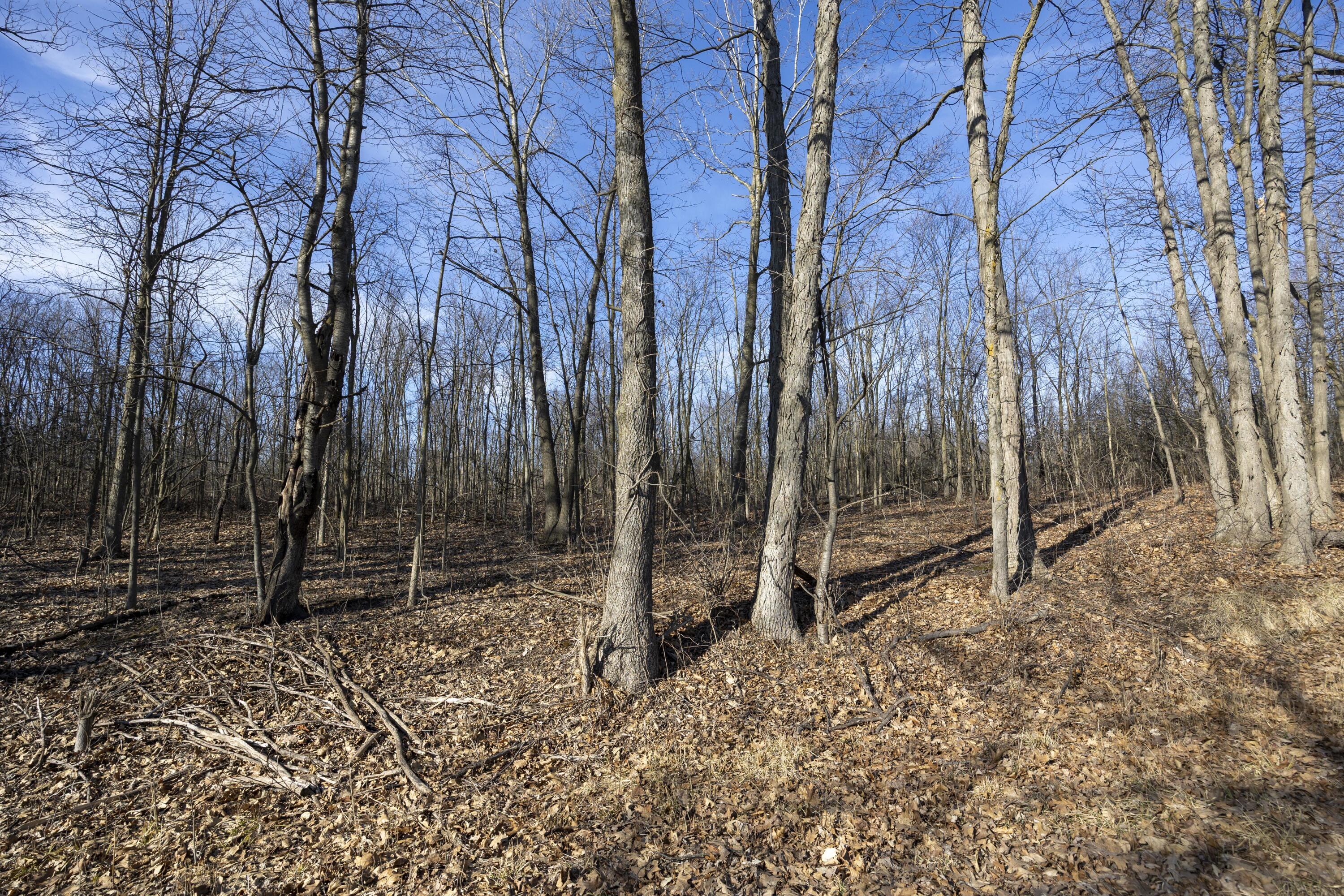 0 Burtless Road Manchester, MI 48158 - Photo 7 of 17 013_8