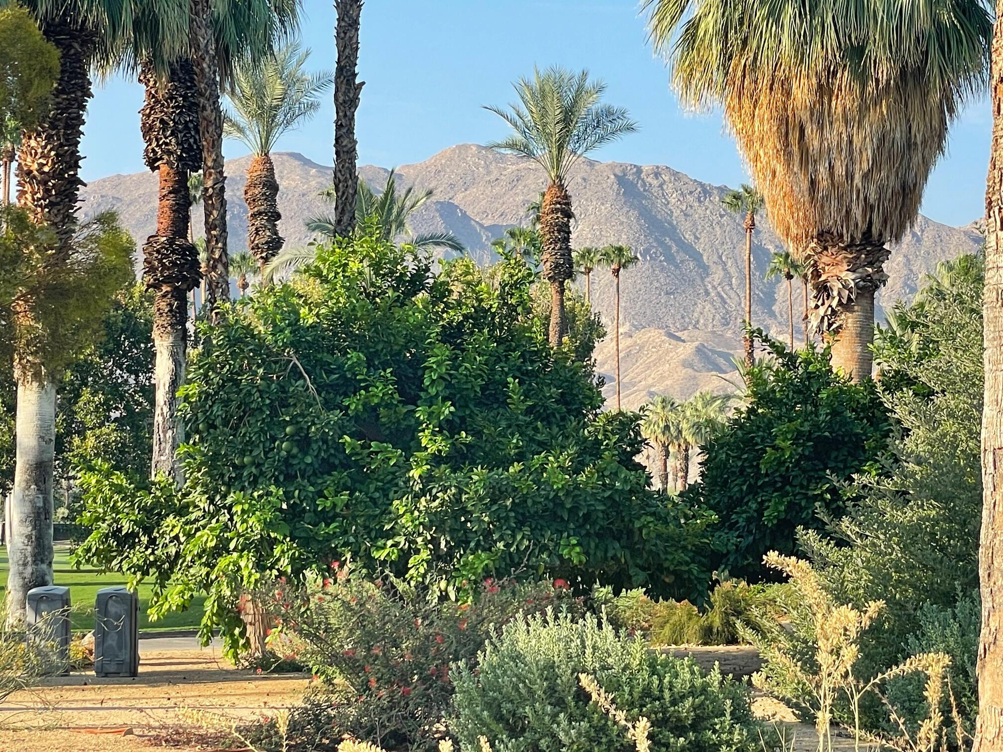 71467 Country Club Drive Rancho Mirage, CA 92270 - Photo 16 of 49 IMG_2849