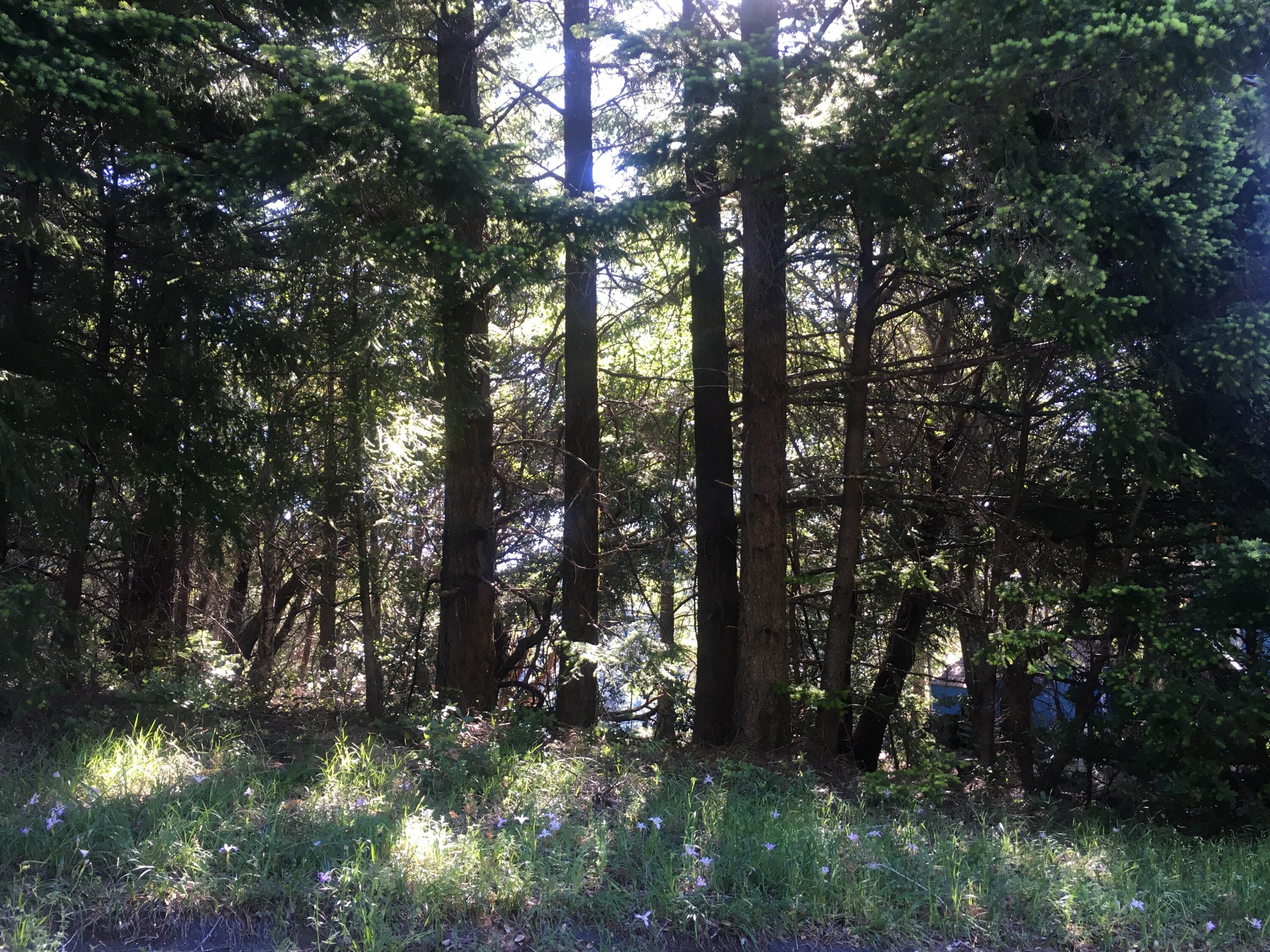 278 Ridge Road Shelter Cove, CA 95589 - Photo 3 of 4