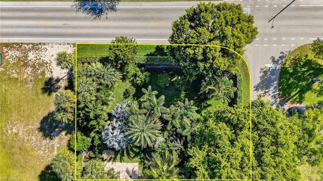 a close up of a plant in a garden