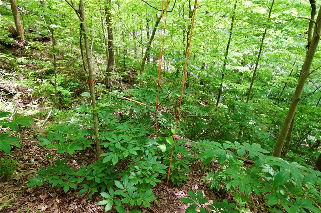 6380 River Chase Circle Northwest Sandy Springs, GA 30328 - Photo 12 of 25 a view of a lush green forest