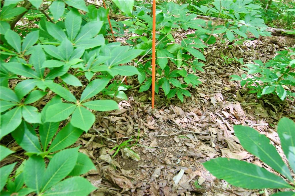 6380 River Chase Circle Northwest Sandy Springs, GA 30328 - Photo 13 of 25 a backyard of a house with lots of green space