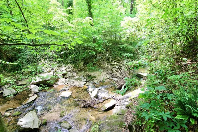 a view of a forest with a tree