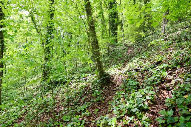 a view of a lush green forest