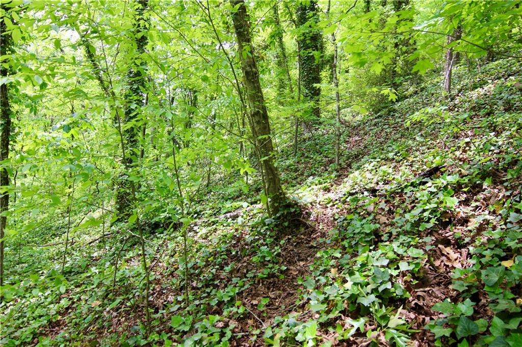 6380 River Chase Circle Northwest Sandy Springs, GA 30328 - Photo 10 of 25 a view of a lush green forest