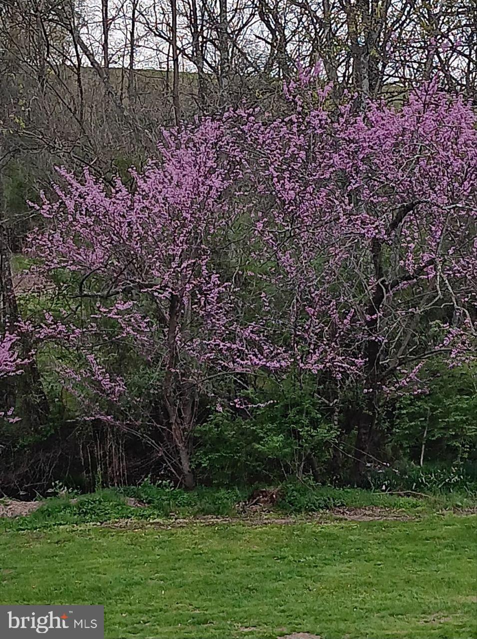 122 Shippensburg Road Newburg, PA 17240 - Photo 53 of 76 Blossoming beauty in vibrant pink hues.