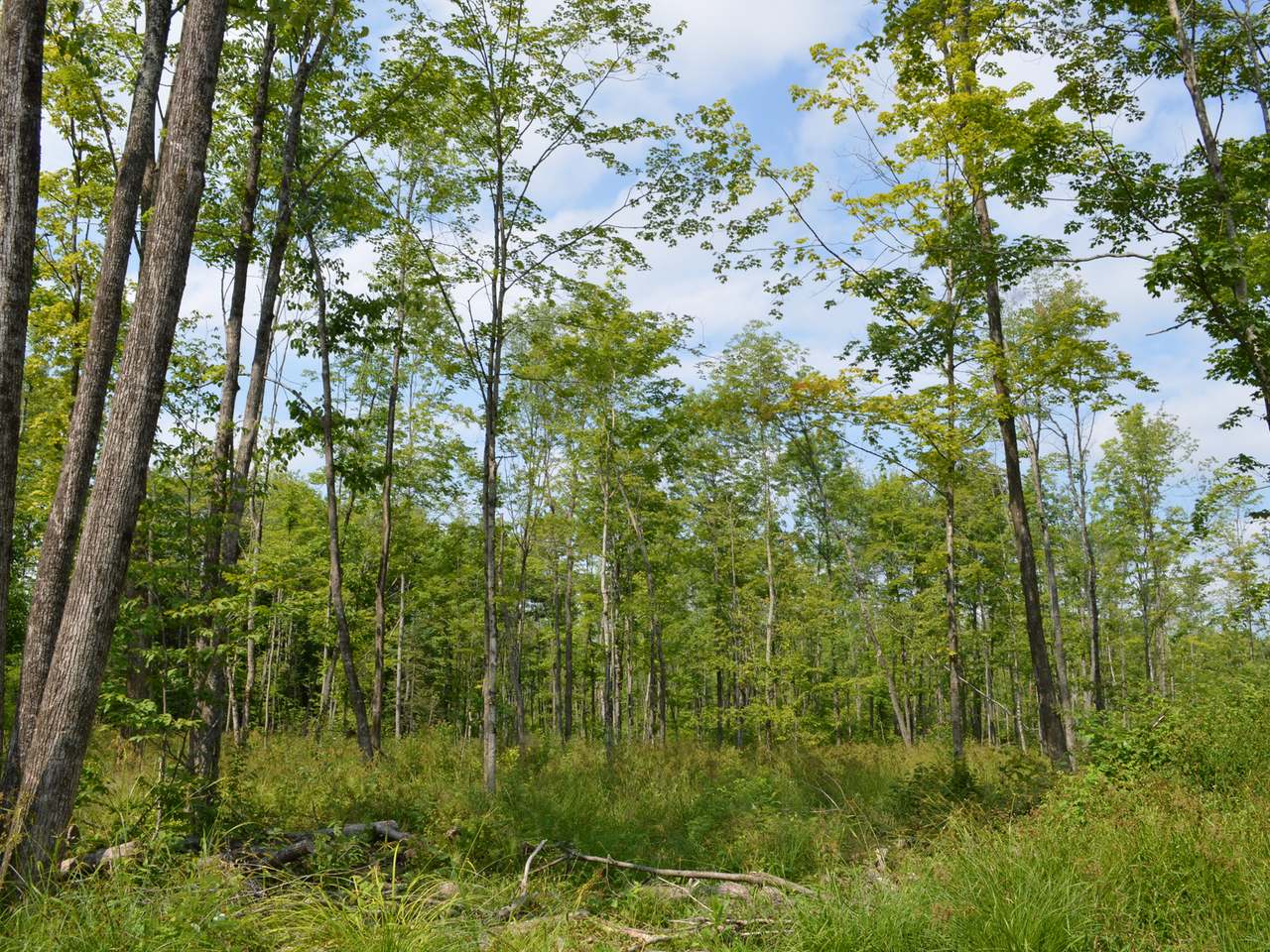 Four Mile Road Tomahawk, WI 54487 - Photo 13 of 20 Gallery Image 13