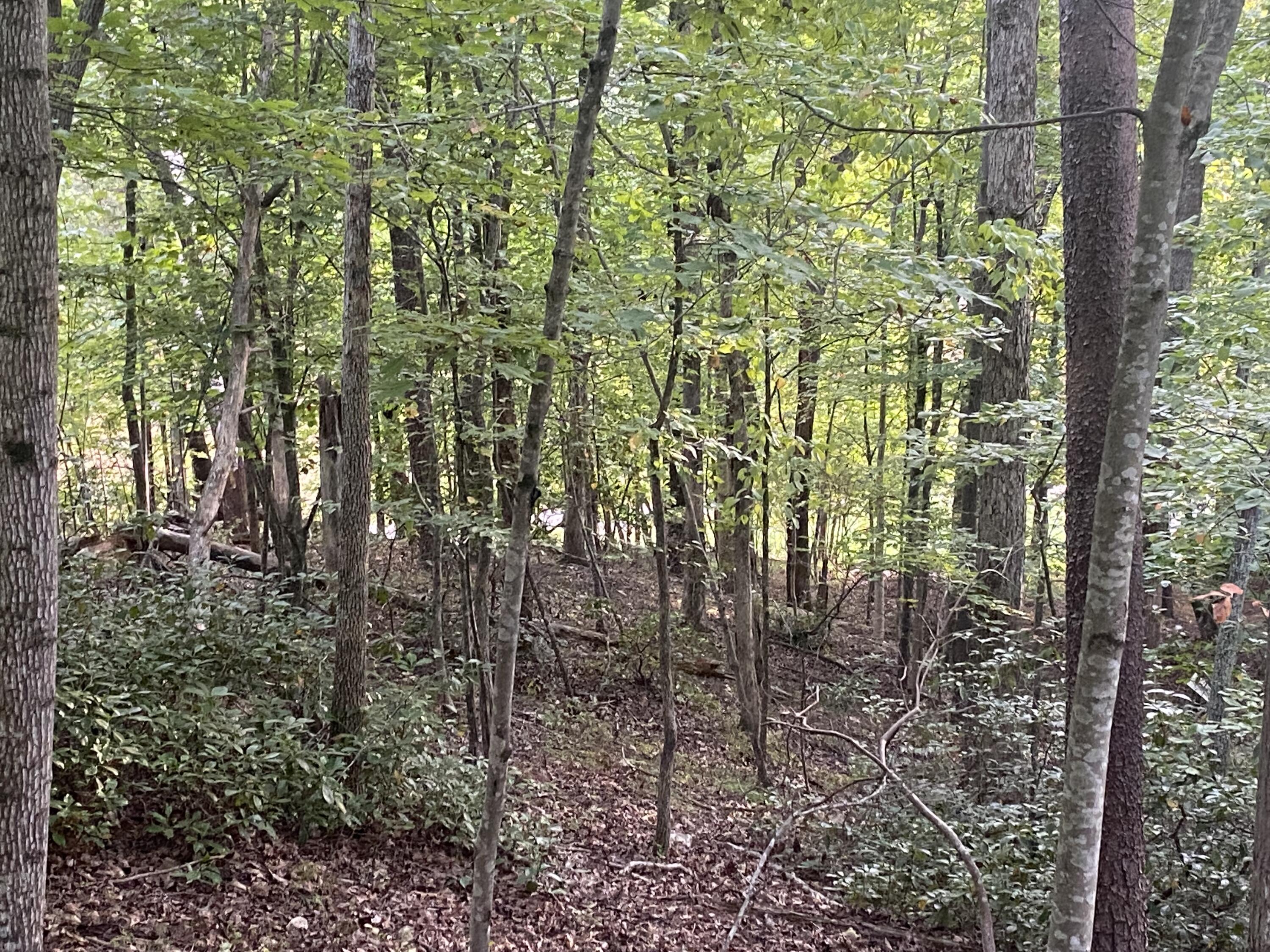 Lot 3 Cedar Bluff Lane Hardy, VA 24101 - Photo 11 of 15 a view of a garden