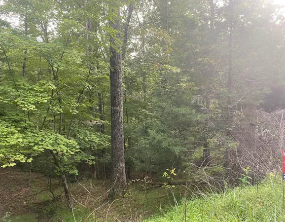 a view of a tree in the middle of a yard