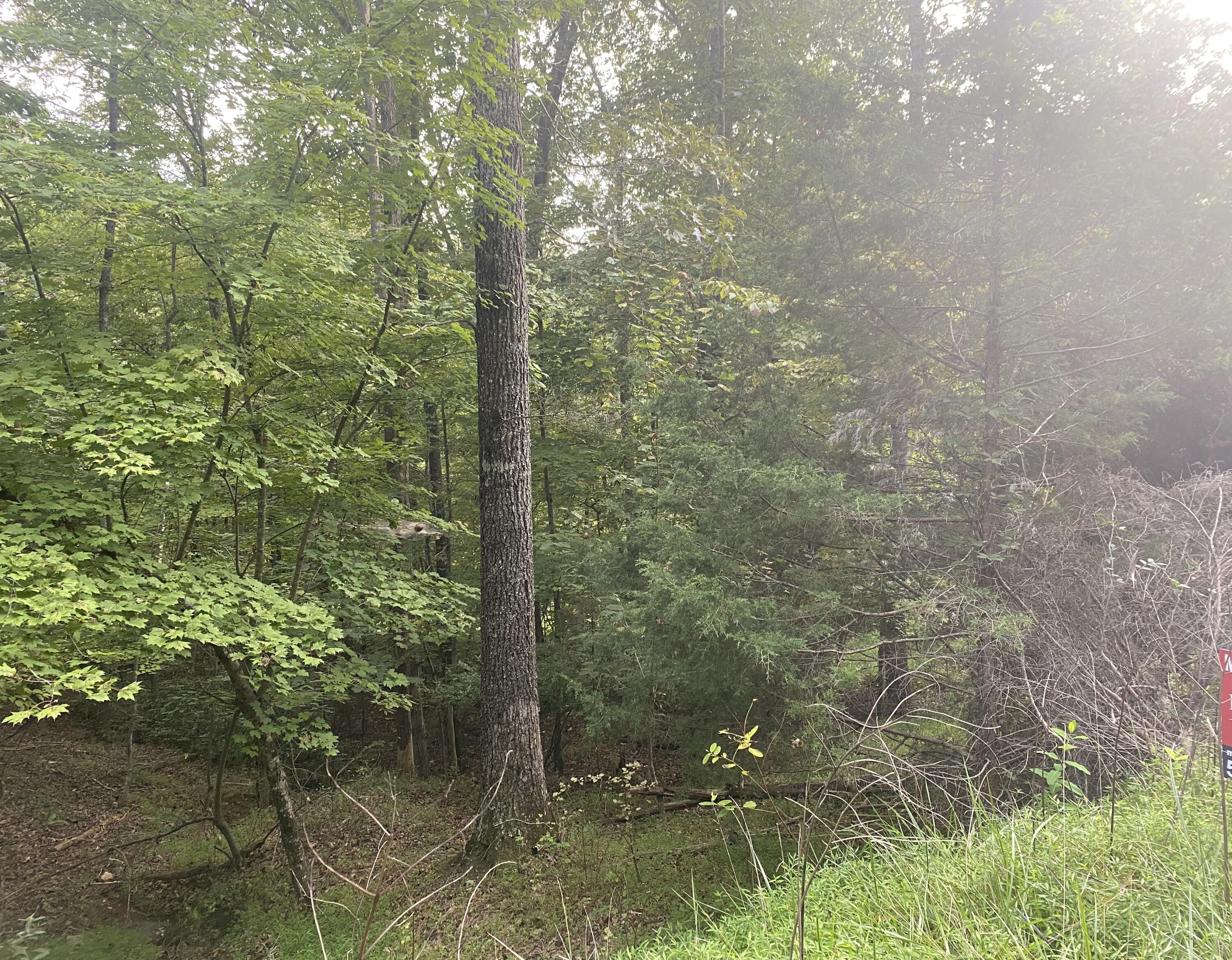 Lot 3 Cedar Bluff Lane Hardy, VA 24101 - Photo 3 of 15 a view of a forest
