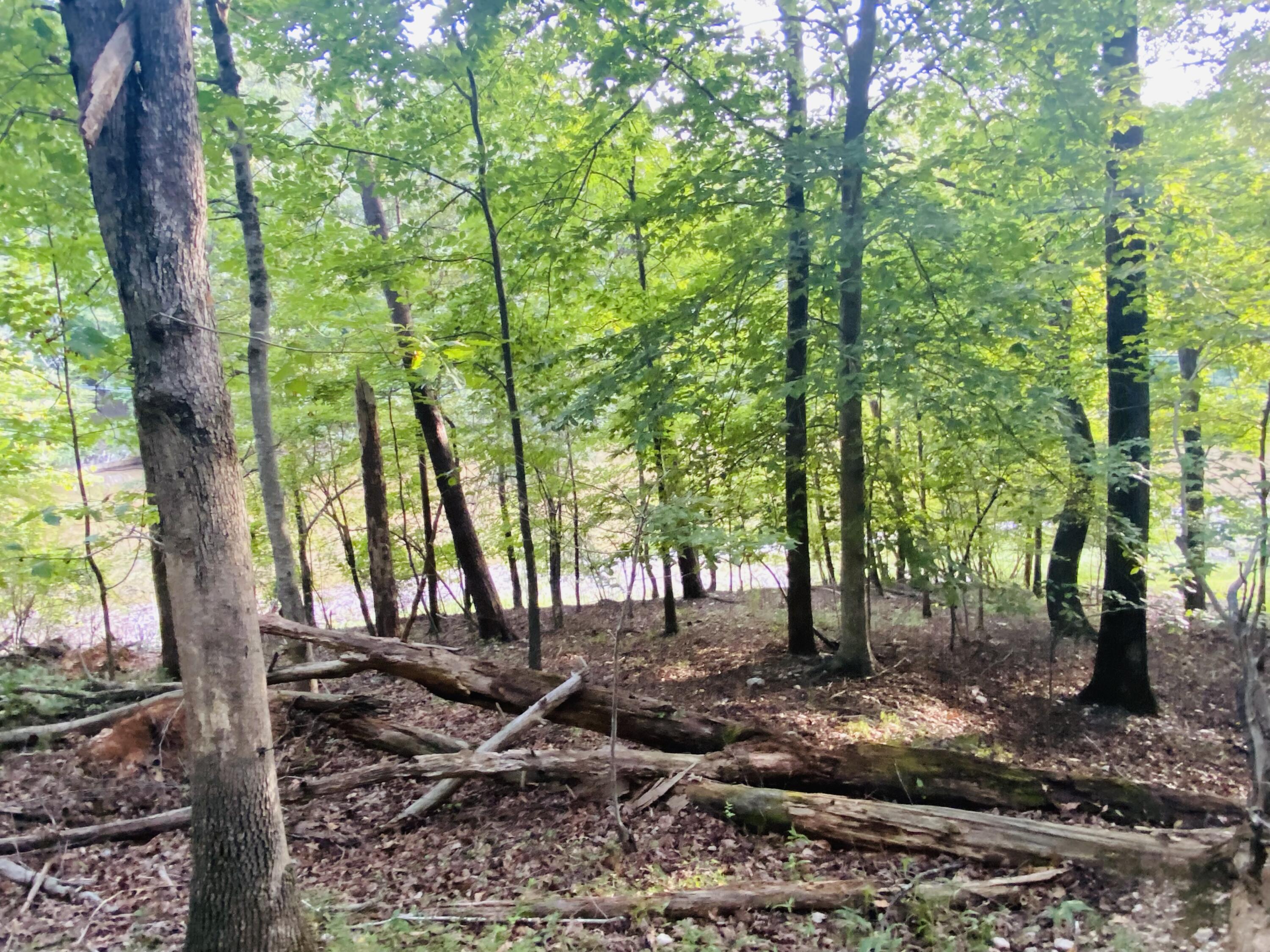 Lot 3 Cedar Bluff Lane Hardy, VA 24101 - Photo 4 of 15 a view of a tree in the middle of a yard