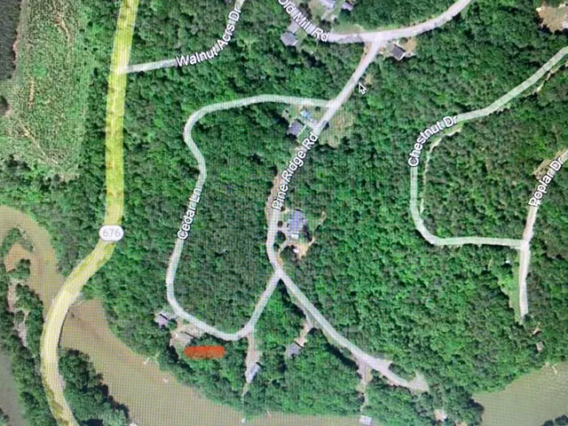 a view of a trees in a yard