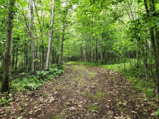 6565 Lynch Bridge Road Siren, WI 54872 - Photo 8 of 60
