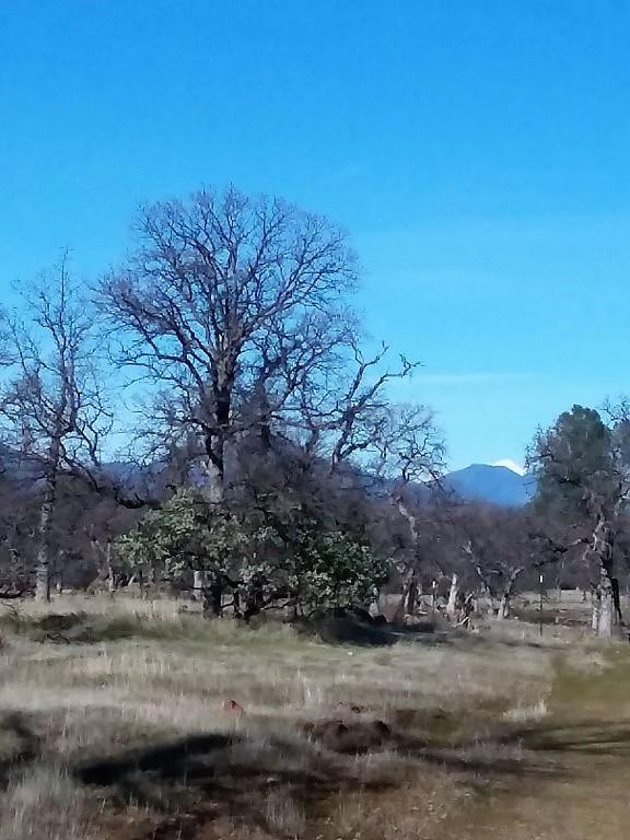 Little Ridge Road Oak Run, CA 96069 - Photo 8 of 11 8