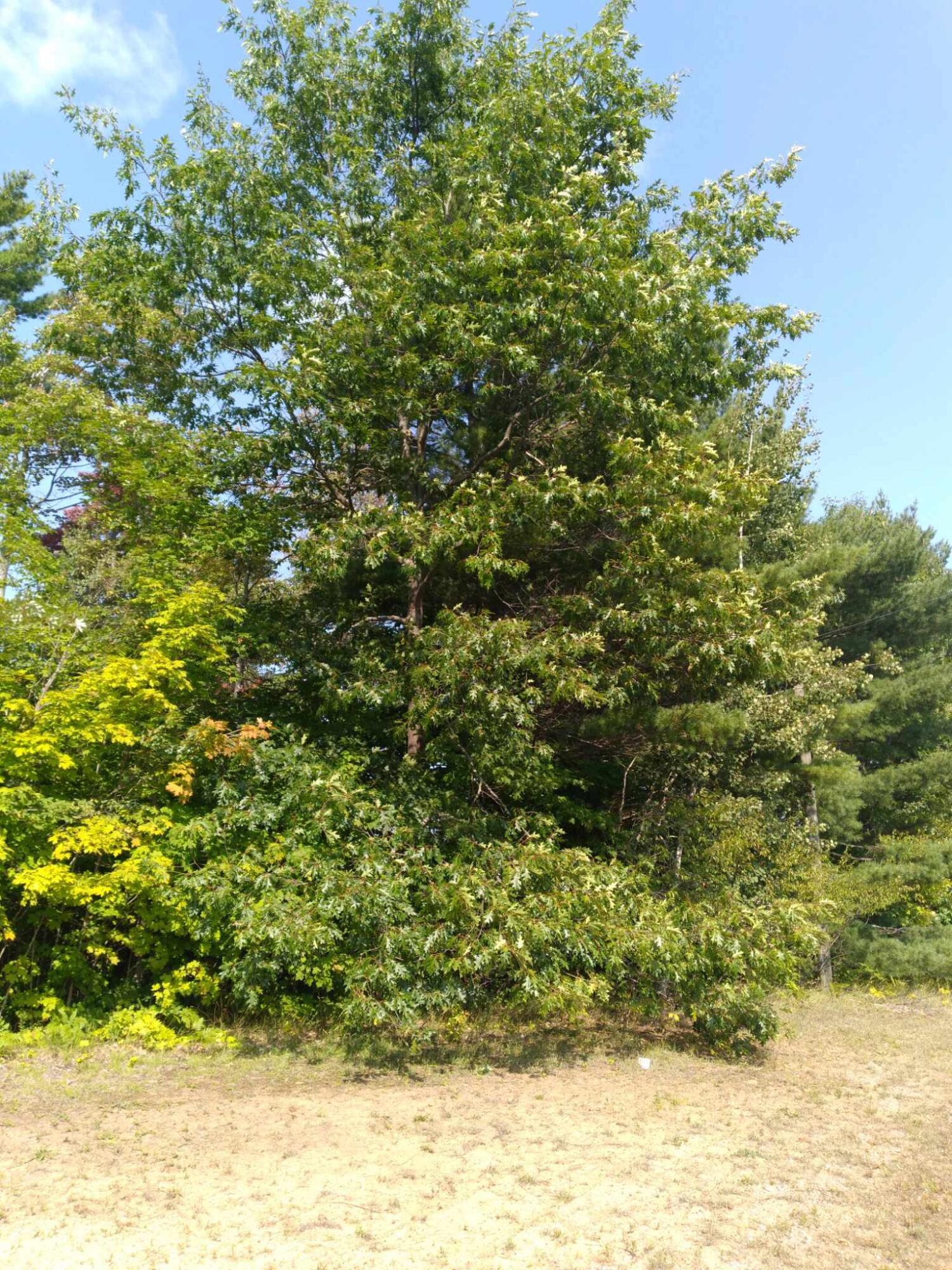 1 East Gogomain Road Pickford, MI 49774 - Photo 3 of 6 Gallery Image 3