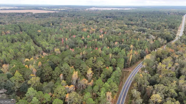 a view of a forest with a street