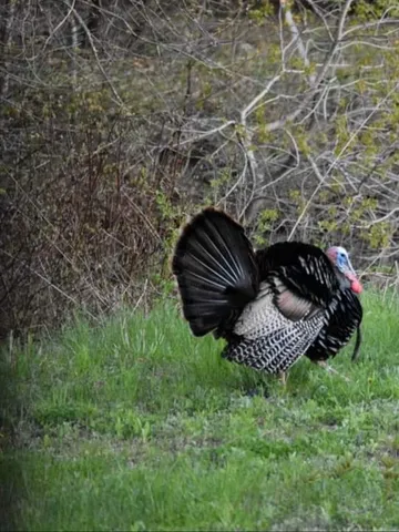 a view of garden with a bench