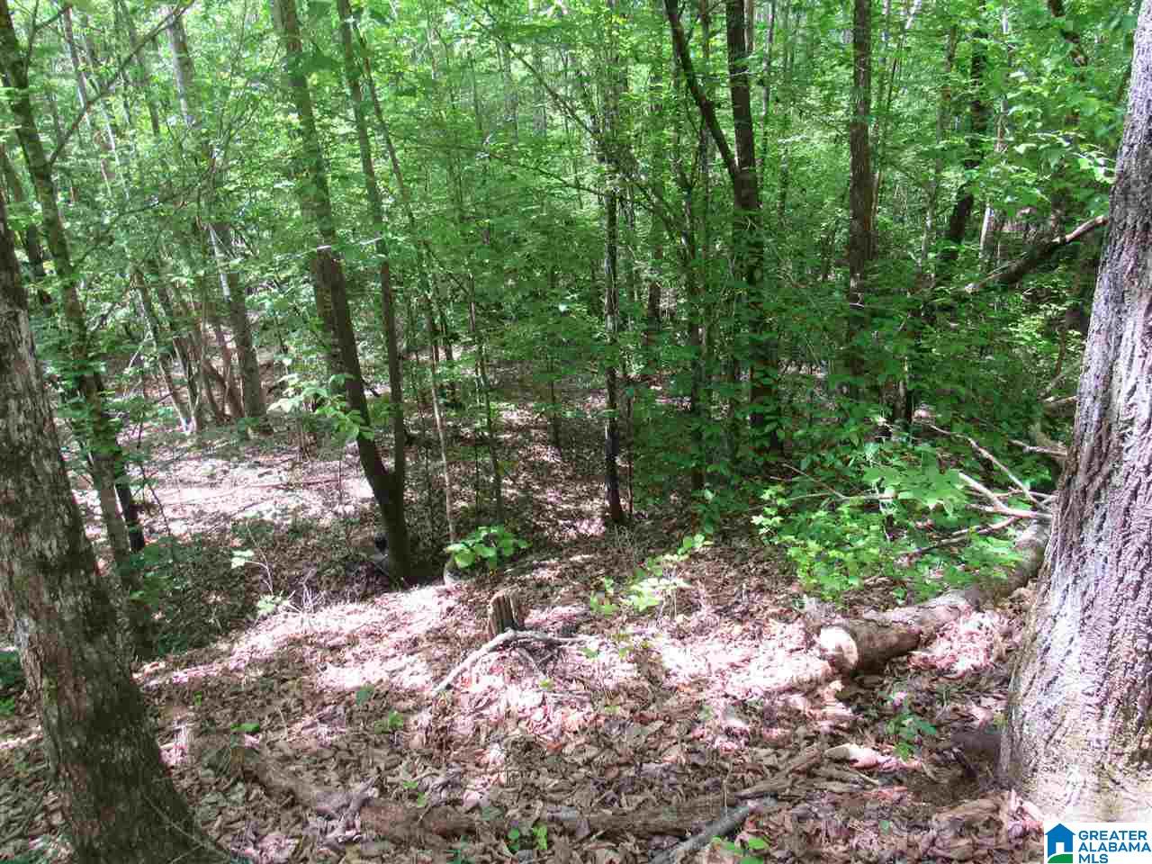0 County Road 895, Unit 17 ACRES Lineville, AL 36266 - Photo 12 of 30