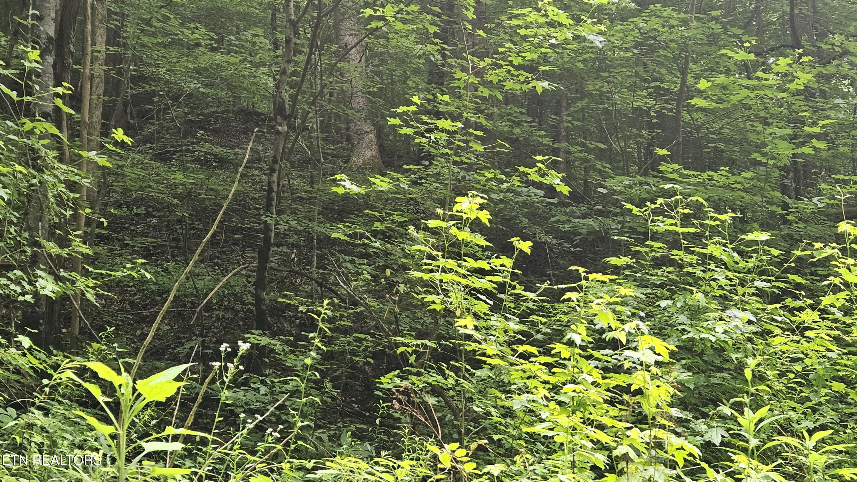 South Rogers Road Seymour, TN 37865 - Photo 31 of 33 20250618_115314