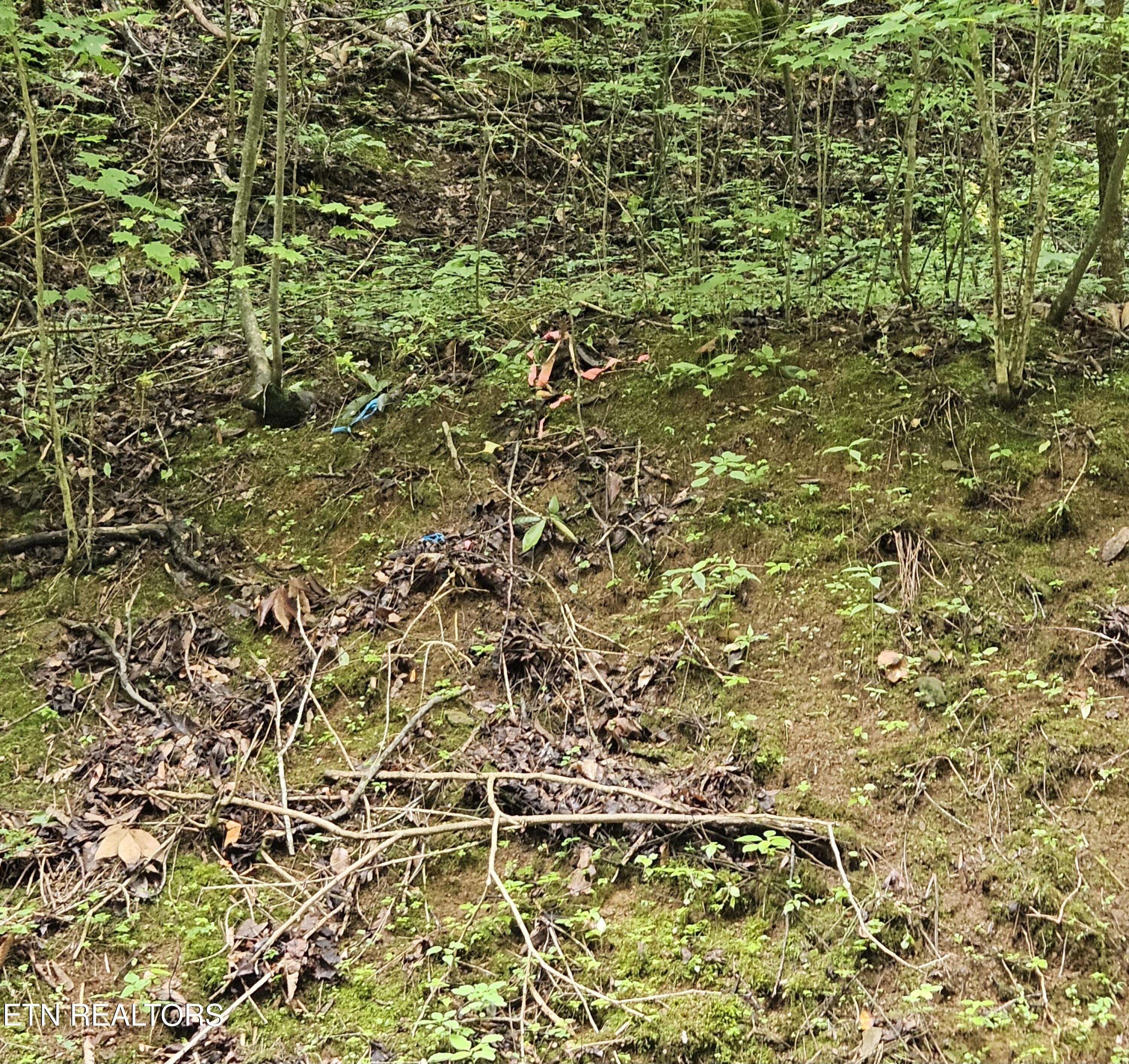 South Rogers Road Seymour, TN 37865 - Photo 32 of 33 20250618_115521